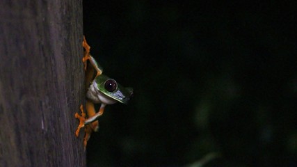 Obraz premium red-eyed tree frog by night