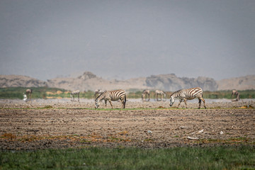 Fototapeta na wymiar Herd of zebras in field