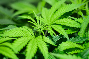 Medical marijuana. Background of cannabis leaves. A large amount of marijuana. Growing cannabis...