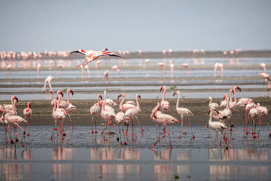 Group of flamingos