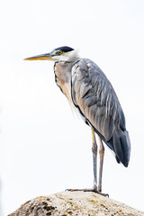 Heron on watch