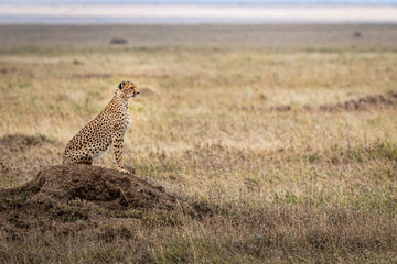 Cheetahin serengeti national park tanzania africa