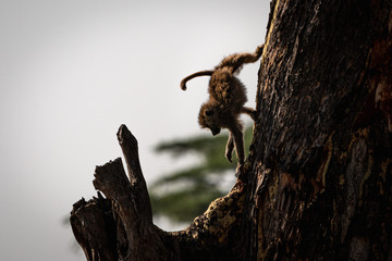 Baboon climbing down from a tree