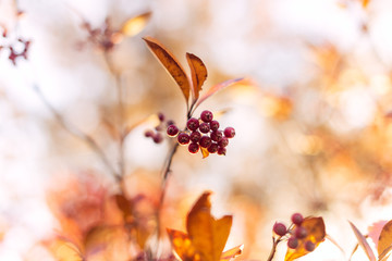 red berries on a branch in autumn