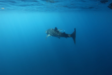 requin baleine