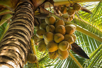 Coconuts on a tree