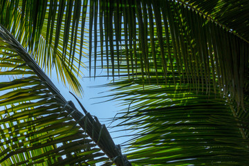 Palm leaves background