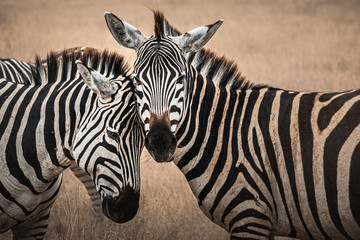 Fototapeta na wymiar Affectionate zebras
