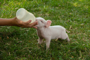 Babbe pig drinking milk in a bottle held by farmer's hand © jroballo