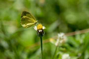Yellow butterfly on a flower
