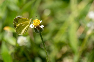 Yellow butterfly on a flower