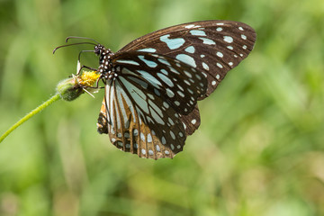 butterfly on a flower