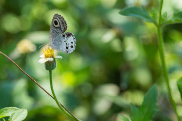butterfly on a flower