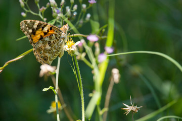butterfly on a flower