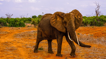Fototapeta na wymiar Elefant in der freien Wildnis 