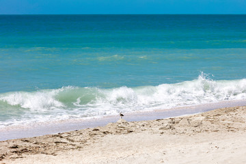 Big wave and a long-billed dowitcher in front, Florida, USA