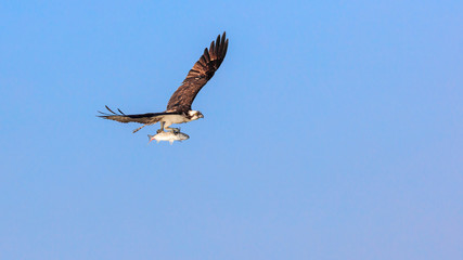Flying osprey with fish against blue sky, Florida, USA