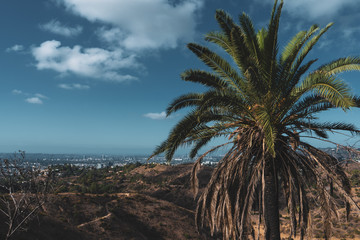 Fototapeta na wymiar amazing landscape of Hollywood with palm tree on the foreground and LA City on Background