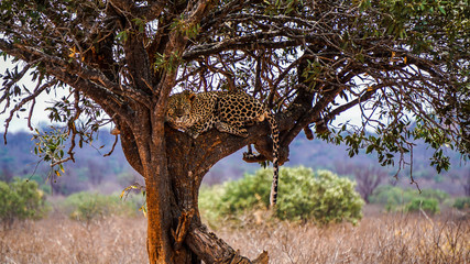 Wilder Gepard auf einem Baum © picturelens