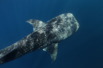 requin baleine