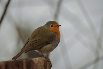 Robin bird sitting on a branch 