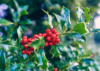 Green Holly Bush leaves with a cluster of vibrant red berries.