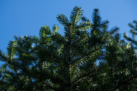 Blautanne auf blauen Himmel 2