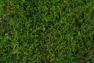 waldmoos wallpaper
