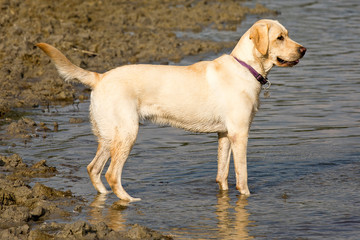 Labrador aan de waterkant