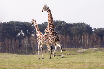 Parende Rothschildgiraffen