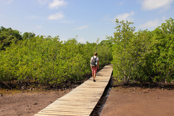 Promeneur dans la mangrove de martinique