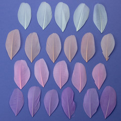 Multi-colored feathers isolated on a violet background. Trendy colors.