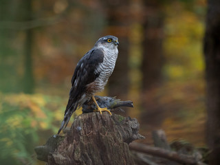 Eurasian sparrow hawk, Accipiter nisus, sitting on tree in the autumn forest. Wildlife animal from nature. Bird in the autumn forest habitat.