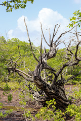 Mangrove presqu'île de la caravelle en martinique