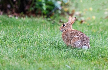 Brown rabbitt sitting in grass on front lawn