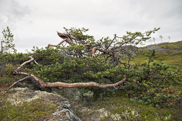 Fototapeta na wymiar An old pine tree bent from constant winds on the top of Mount Kivakka (Kivakkatunturi). Russia. North Karelia