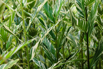 Asian Variegated Shell Ginger garden texture