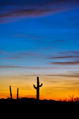 Saguaro Cactus in Silhouette at Sunset