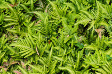 Fern garden green