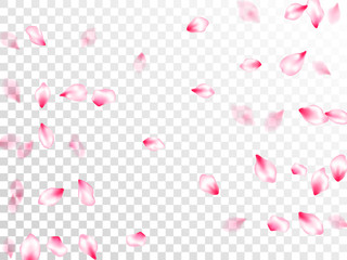 Japanese cherry blossom pink flying petals