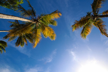 palm tree on background of blue sky and clouds