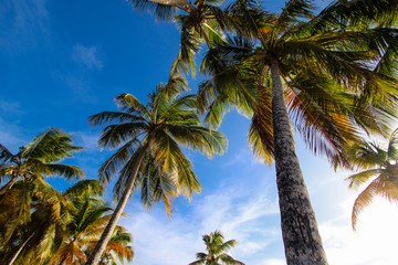 Fototapeta na wymiar palm trees with blue sky background