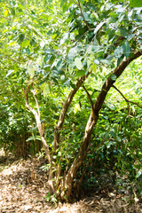 Cinnamon cultivation from Zanzibar, Tanzania. Spices cultivation