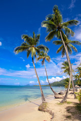 palm tree on the beach © Joachim Martin