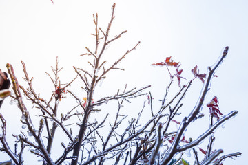 Frozen bush branch during winter with thick layer of ice covering branches and tree buds