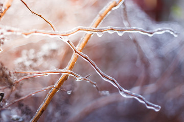 Frozen bush branch during winter with thick layer of ice covering branches and tree buds