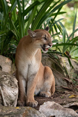 cougar between stones and trees