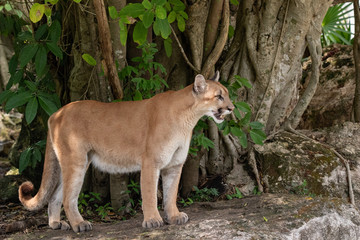 cougar between stones and trees