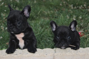 french bulldog puppy