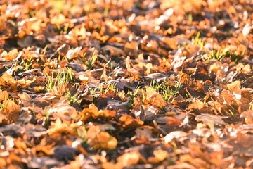 seasonal coulours on autumn leaves and grass on the floor for natural coloured background effect